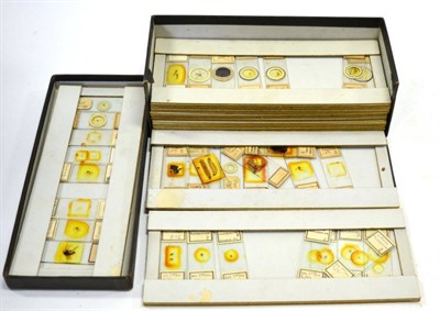 Lot 2217 - Microscope Slides a box of prepared examples labelled 'Diptera'