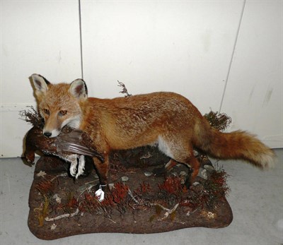 Lot 935 - Red Fox (Vulpes vulpes), full mount, modern, standing with alert gaze, red grouse in its jaws...