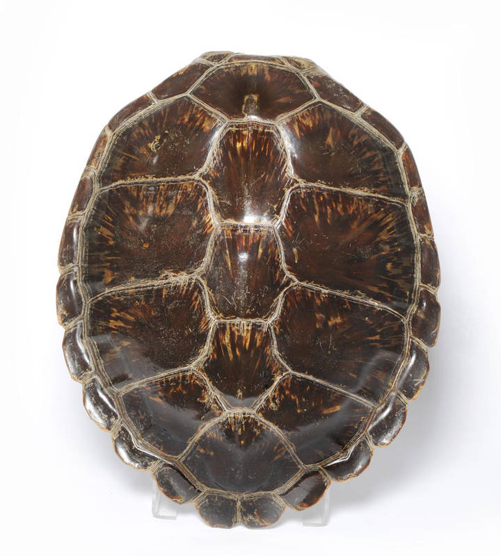 Lot 940 - Green Turtle Shell (Chelonia mydas), circa
