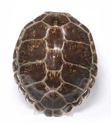 Lot 940 - Green Turtle Shell (Chelonia mydas), circa 1850, 64cm long