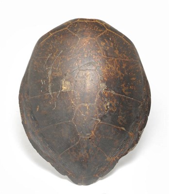 Lot 941 - Green Turtle Shell (Chelonia mydas), 19th century, 107cm long