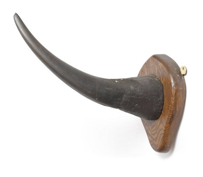 Lot 942 - White Rhinoceros  (Ceratotherium simum), circa 1900, anterior horn on original elmwood shield,...