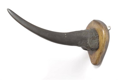 Lot 943 - White Rhinoceros (Ceratotherium simum), circa 1900, anterior horn on ashwood shield, the...