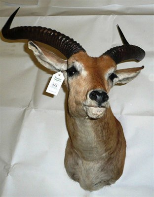 Lot 945 - Red Lechwe (Kobus leche leche), shoulder mount, right horn 68.5cm, left horn 69cm, tip to tip 47cm