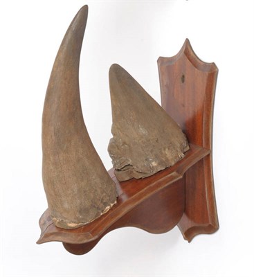 Lot 956 - Black Rhinoceros (Diceros bicornis), circa 1920, horns on original wood shield, anterior horn...