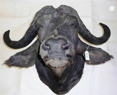 Lot 957 - Cape Buffalo (Synceros caffer caffer), 20th century, attributed to Rowland Ward, shoulder...