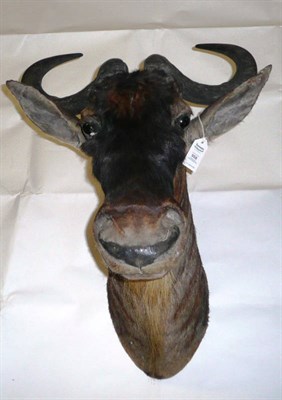 Lot 958 - White Bearded Gnu (Connochaetes taurinus albojubatus), circa 1930, by Rowland Ward Ltd, 167...