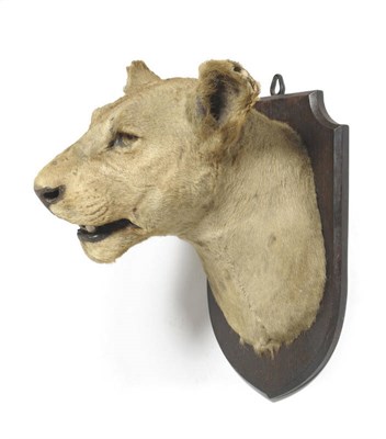 Lot 959 - Lioness (Panthera leo), circa 1920, by Edward Gerrard, head mount, the head turned slightly to...