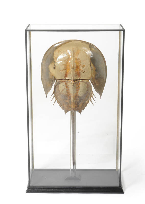 Lot 960 - Horseshoe Crab (Limulus polyphemus), 20th century, preserved specimen, 64.8cm long, in ebonised and