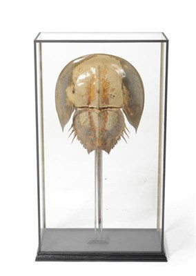 Lot 960 - Horseshoe Crab (Limulus polyphemus), 20th century, preserved specimen, 64.8cm long, in ebonised and