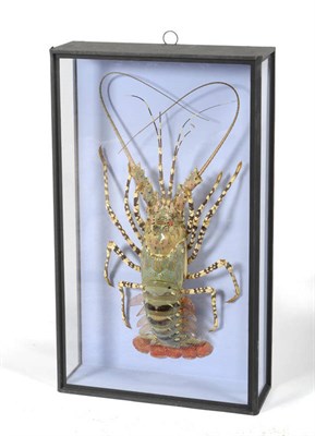 Lot 961 - Crayfish (Austropotamobius pallipes), full mount, 55cm long, in glazed wall hanging case