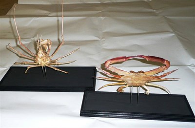 Lot 962 - Spider Crab, full mount, 29cm long, in glazed case, 32.2cm high overall; and Another Crab, 28cm...