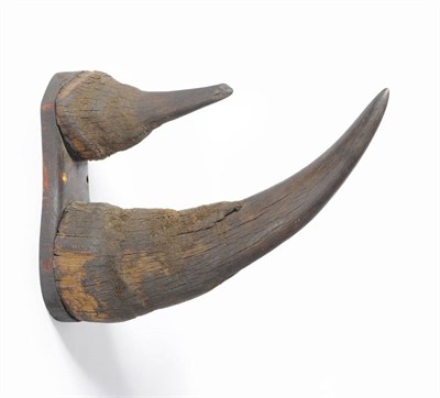 Lot 963 - Black Rhinoceros (Diceros bicornis), Namibia, pre 1947, anterior horn 46cm, posterior horn 19cm...