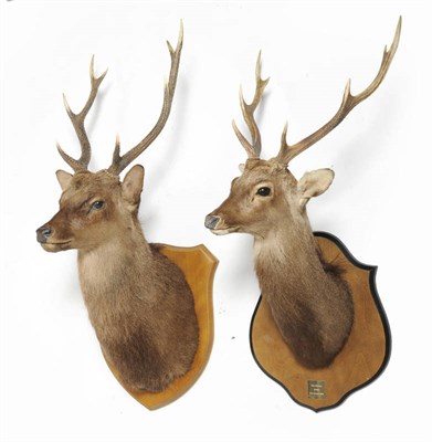 Lot 964 - Sika Deer (Cervus nippon), Bill Brough, Stobo, 12th October 1993, shoulder mount, 8 points,...