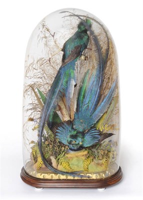 Lot 965 - Resplendent Quetzal (Pharomachrus mocinno), circa 1880, a pair of males, full mount, one perched on