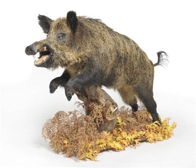 Lot 967 - Wild Boar (Sus scrofa), taken by Bill Brough, full mount, modern, leaping over a fungi...