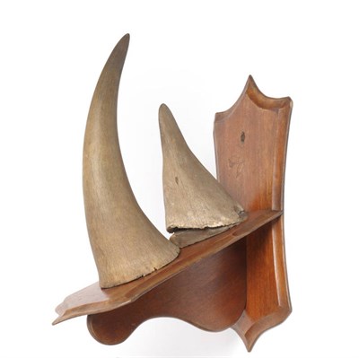 Lot 968 - Black Rhinoceros (Diceros bicornis), circa 1920, horns on original wood shield, anterior horn...