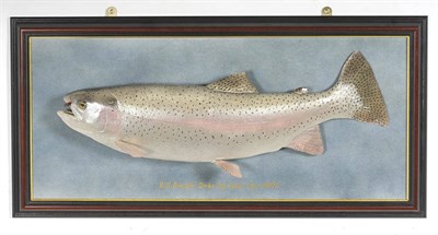 Lot 969 - Rainbow Trout, caught by Bill Brough, Top Loch, Stobo, June 2007, on blue textured panel within...