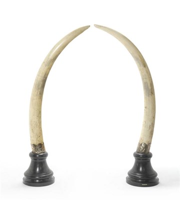 Lot 971 - Elephant (Loxodonta africana), Pair of Tusks, White Nile, Feb 19th 1920, by Rowland Ward Ltd,...