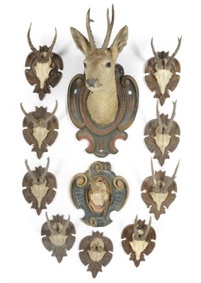 Lot 973 - Roe Deer (Capreolus capreolus), Austria/Germany circa 1900, shoulder mount, 6 points, turning...