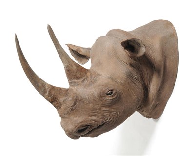 Lot 974 - Black Rhinoceros (Diceros bicornis), circa 1930, shoulder mount, anterior horn 49cm, posterior horn