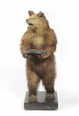 Lot 975 - Black Bear (Ursus thibetanus), circa 1890, standing in anthropomorphic pose holding an ebonised...