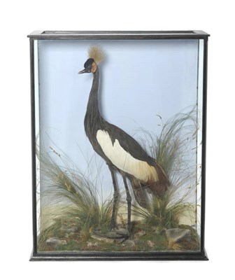 Lot 976 - Gray Crowned Crane (Balearica regulorum gibbericeps), circa 1920, by Maclay, Taxidermist,...