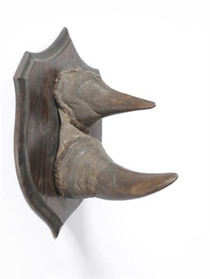 Lot 977 - Black Rhinoceros (Diceros bicornis), Rowland Ward, circa 1915,  horns on shield, length of anterior