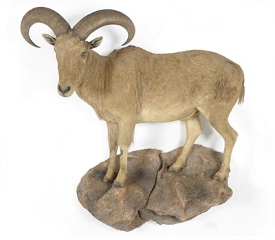 Lot 978 - Barbary Sheep (Ammontragus lervia), modern, full mount, slightly turning on faux rocks for wall...