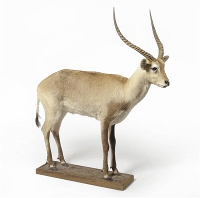 Lot 979 - Brown Lechwe (Kobus leche kafuensis), full mount, standing on sand effect wood plinth, 167cm...