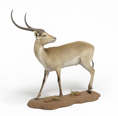 Lot 980 - Red Lechwe (Kobus leche leche), modern, full mount, standing turning to the left, on grass and sand