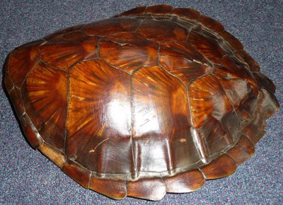 Lot 276 - A Turtle Shell, 40cm by 36cm.