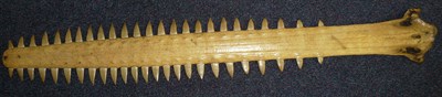 Lot 277 - A Saw Fish Blade, with fifty teeth, 80cm.