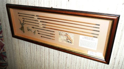 Lot 279 - A Collection of Nine Arrows of the Kalahari Bushmen, in a glazed display frame, 24.5cm by 65cm....