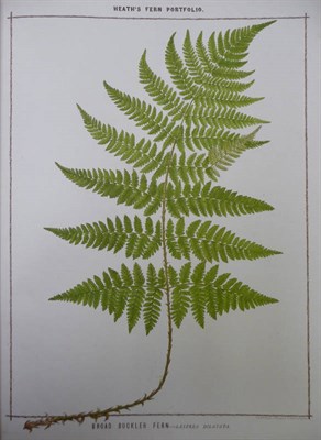 Lot 99 - Heath (Francis George) The Fern Portfolio, 1885, folio, 15 coloured plates, original decorative...