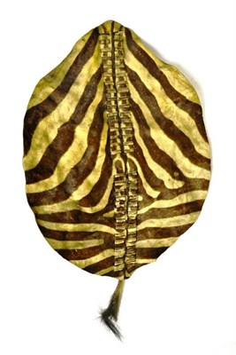 Lot 309 - A 19th Century Zulu Zebra Hide Shield, of oval form, with two central vertical laced bands to...