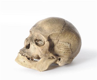 Lot 371 - A Human Skull and Mandible, the left temporal bone inscribed "A.H.D. A.M. STAFF. EASTn....