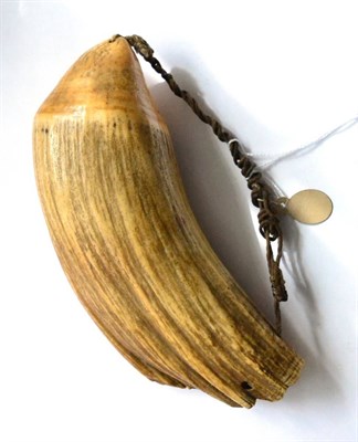 Lot 415 - A 19th Century Fijian Chief's Whale Tooth Tabua, with pronounced ribbing and twisted vegetable...