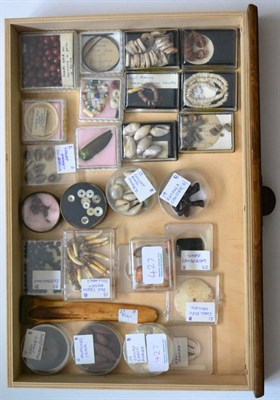 Lot 427 - A Small Collection of Curious Money/Trade Currency, including African seeds; cowrie shells;...