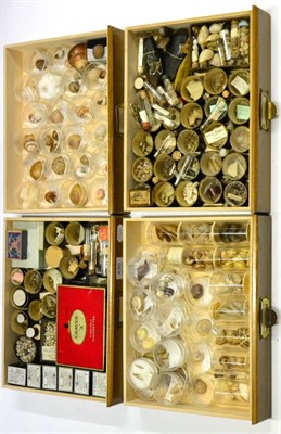 Lot 430 - A Large Collection of Shells, mainly South Sea Islands, the Middle East and Africa, contained...