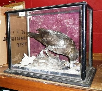 Lot 694 - A Taxidermy Display of Skua