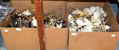 Lot 1320 - Antlers/Horns: Roe Buck Antlers (Capreolus capreolus), twenty sets of adult antlers on cut...