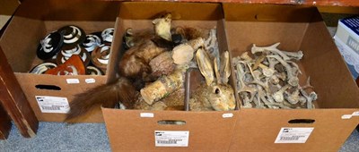 Lot 1322 - Taxidermy: Various Countryside Animal Pelts, five Red Fox full pelts, various Beech & Pine...