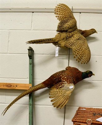 Lot 1364 - Two taxidermy pheasants, full mounts with outstretched wings