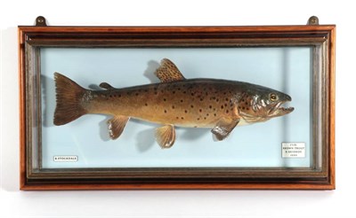 Lot 136 - Taxidermy Fish: Brown Trout (Salmo trutta), circa 1999, by R. Stockdale, Newton Aycliffe, full...