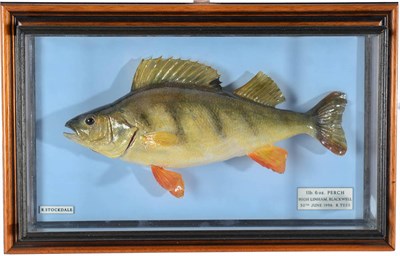 Lot 137 - Taxidermy Fish: Perch (Perca fluviatilis), circa 1996, by R. Stockdale, Newton Aycliffe, full mount
