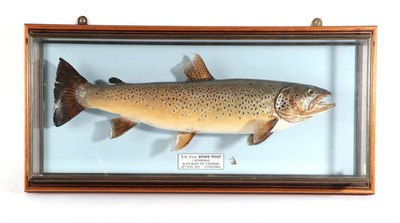 Lot 138 - Taxidermy Fish: Brown Trout (Salmo trutta), circa 2001, by R. Stockdale, Newton Aycliffe, full...