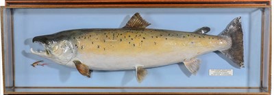 Lot 139 - Taxidermy Fish: Salmon (Salmo salar), circa 1992, by R. Stockdale, Newton Aycliffe, large full...