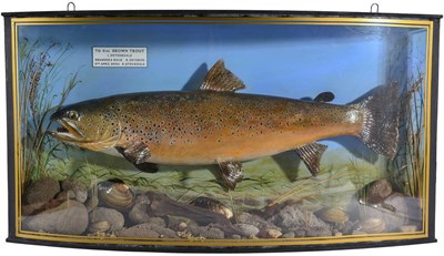 Lot 141 - Taxidermy Fish: A High Quality Cased Brown Trout (Salmo trutta), circa 2004, by R. Stockdale,...