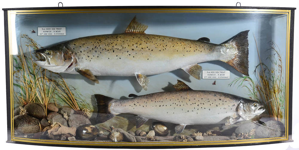 Lot 142 - Taxidermy Fish: A High Quality Pair of Cased Sea Trout (Salmo trutta), circa 2002, by...